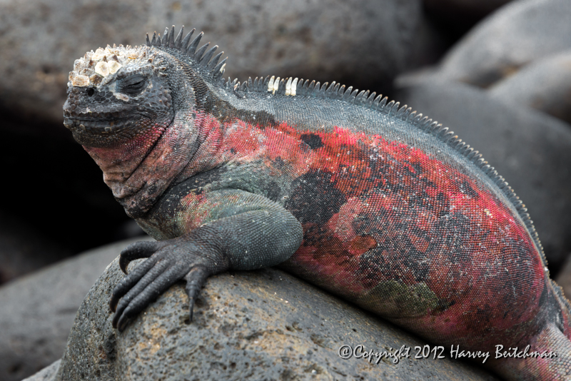 3462 Marine Iguana, scary but harmless.jpg